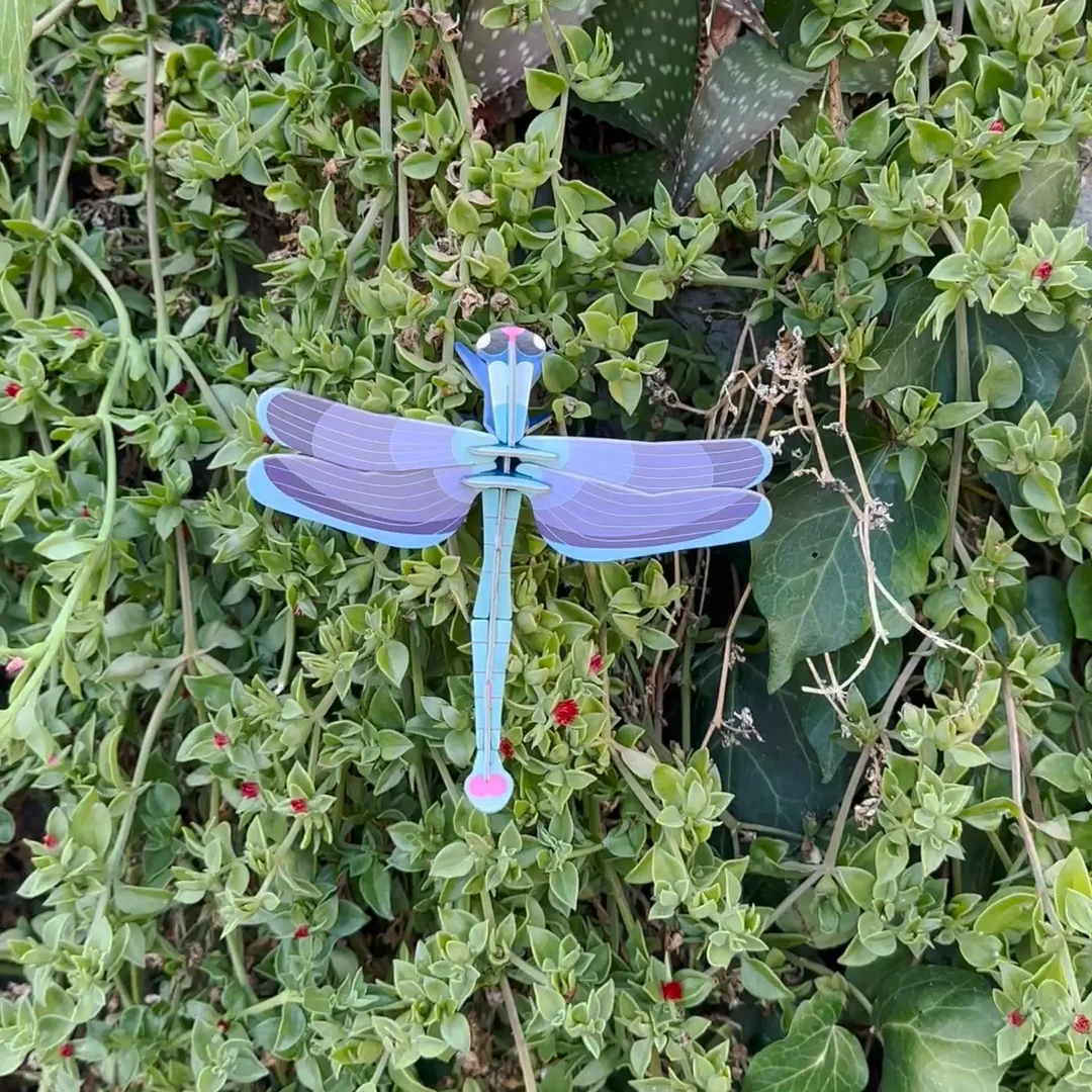 Sapphire Dragonfly - Studio ROOF