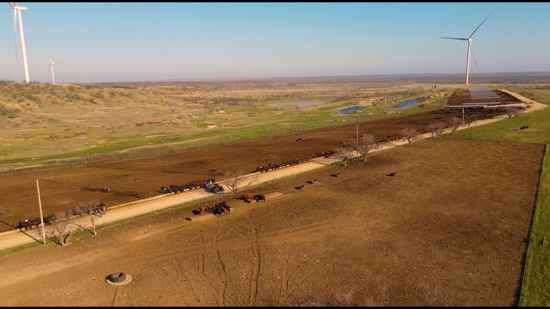 R.A. Brown | March Bull Sale Highlight