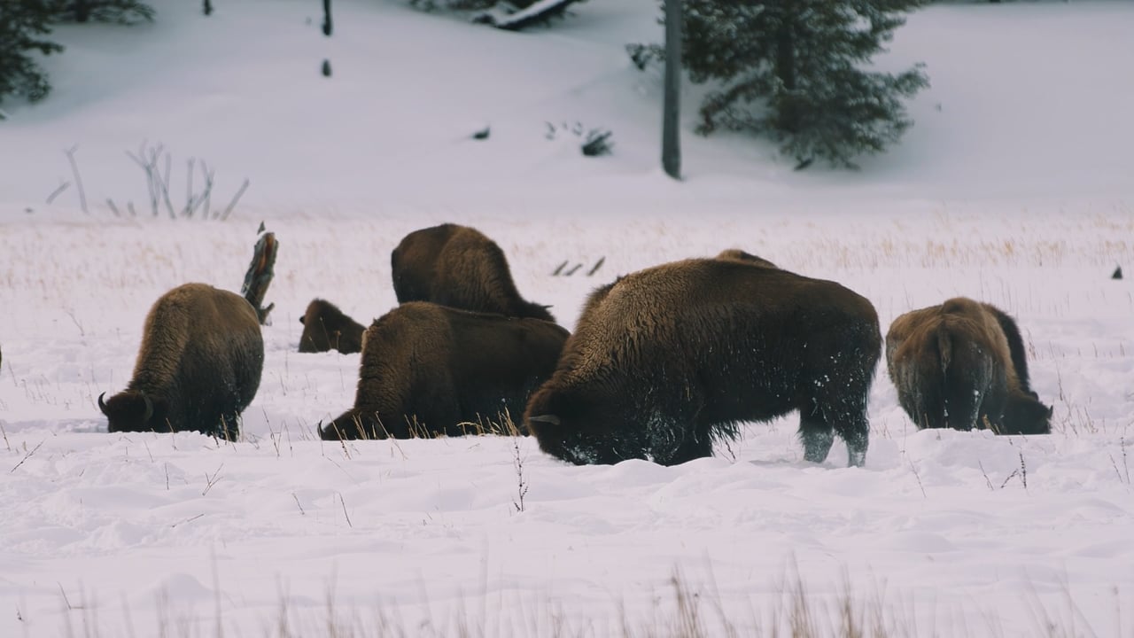 Bison search