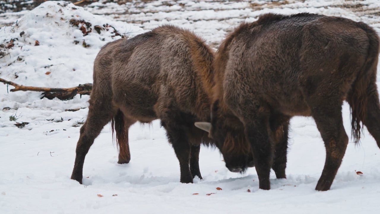 Young Bison