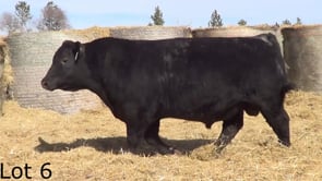 Lot #6 - LL RECKON 2177