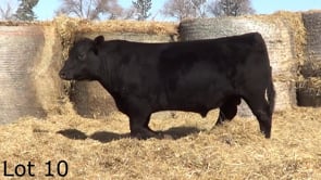 Lot #10 - CL WOLVERINE 2206
