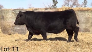 Lot #11 - LL 21 PLAYBOOK 2228
