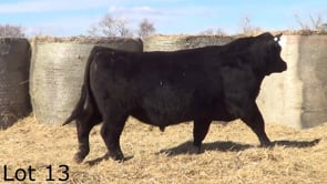 Lot #13 - LL WHITLOCK 2214