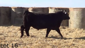 Lot #16 - LL PLAYBOOK 315