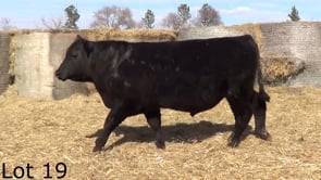 Lot #19 - LL 21 PLAYBOOK 384
