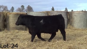 Lot #24 - LL KNOCKOUT 341