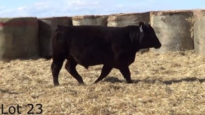 Lot #23 - LL 21 PLAYBOOK 3127