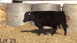 Lot #25 - LL PREMIUM KNOCKOUT 364