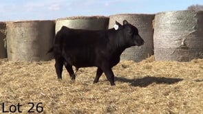 Lot #26 - LL KNOCKOUT 365