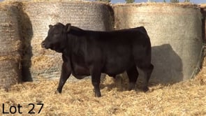 Lot #27 - LL KNOCKOUT 368