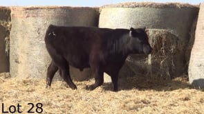 Lot #28 - LL KNOCKOUT 376