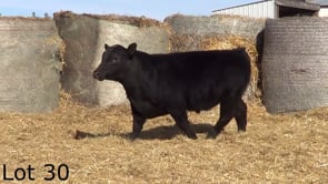 Lot #30 - CL KNOCKOUT 372