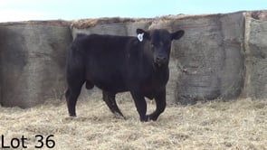 Lot #36 - LL WOLVERINE 332