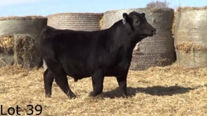 Lot #39 - CL PROSPECTOR 3176