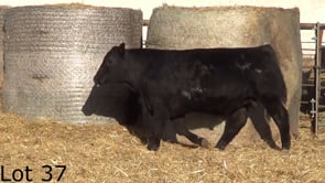 Lot #37 - CL PROSPECTOR 390
