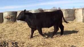 Lot #38 - LL BROOKINGS PROSPECTOR 399