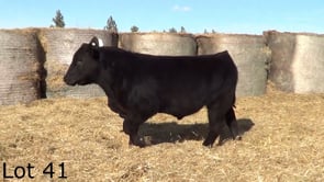 Lot #41 - LEHRKAMP MR GAME ON 3179L