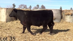 Lot #35 - LL WOLVERINE 329