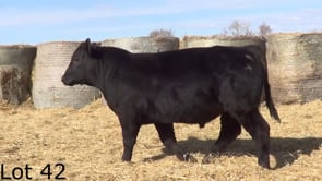 Lot #42 - LEHRKAMP MR GAME ON 3140L