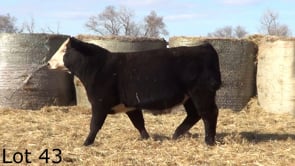 Lot #43 - LEHRKAMP MR GAME ON 3190L