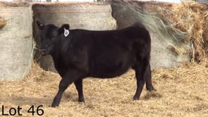 Lot #46 - LL CONTESSA WHITLOCK 302