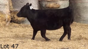 Lot #47 - CL MISS STUNNING 306