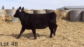 Lot #48 - LL PROSPECTORS NUGGET 3166