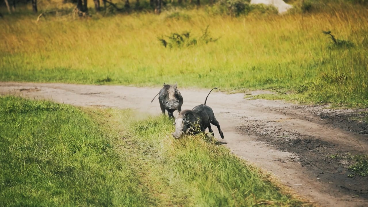 Warthog Chase