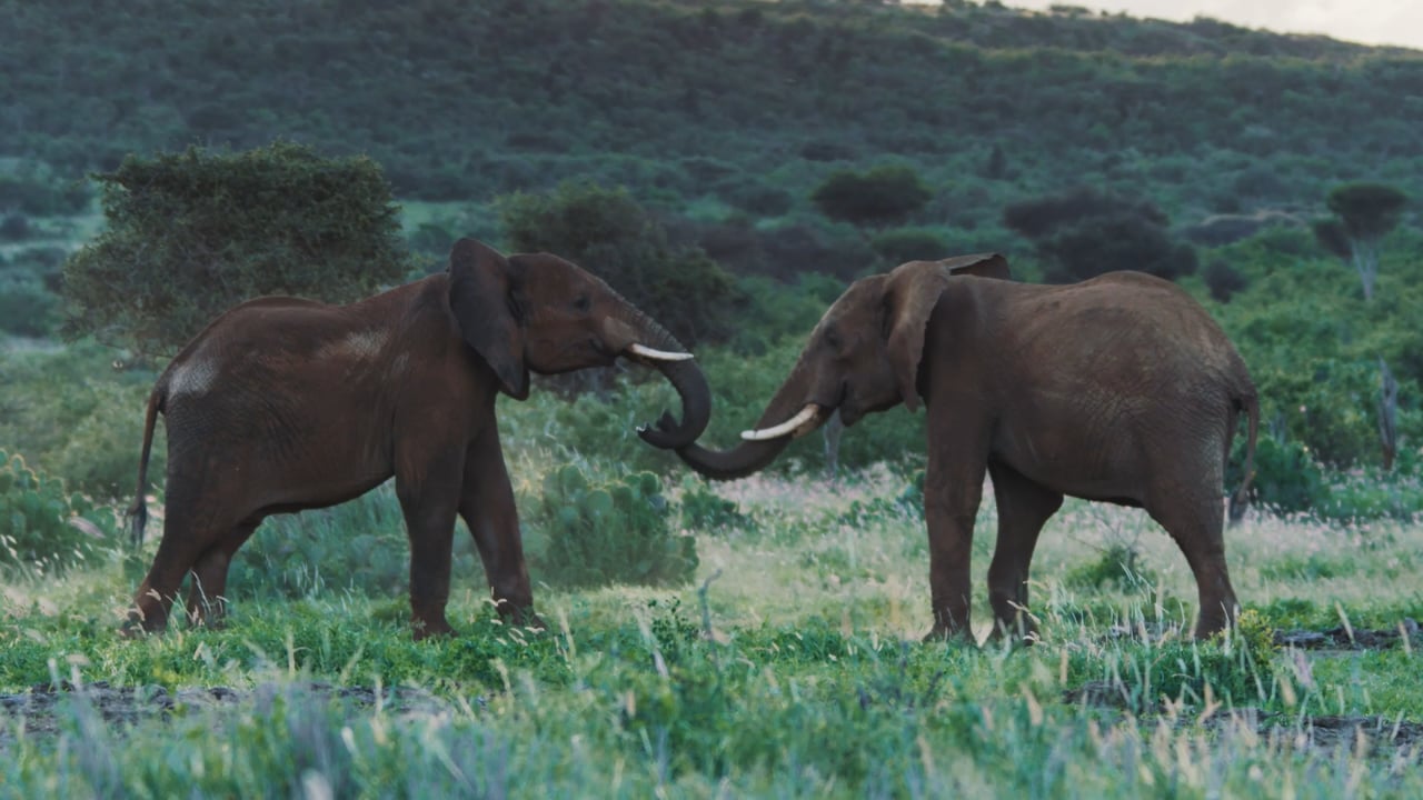 Elephants sparring