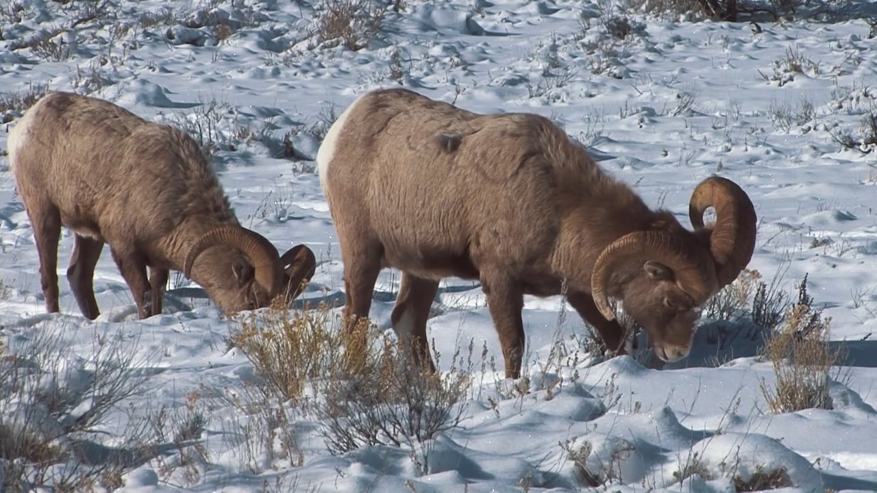 Bighorn searching
