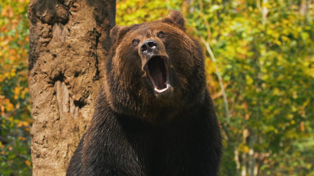 Yawning Bear