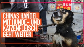 Freunde ohne Stimme – Tierquälerei im Hunde- und Katzenfleischhandel