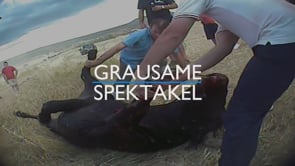 Recherche: Die Wahrheit hinter Stierkämpfen