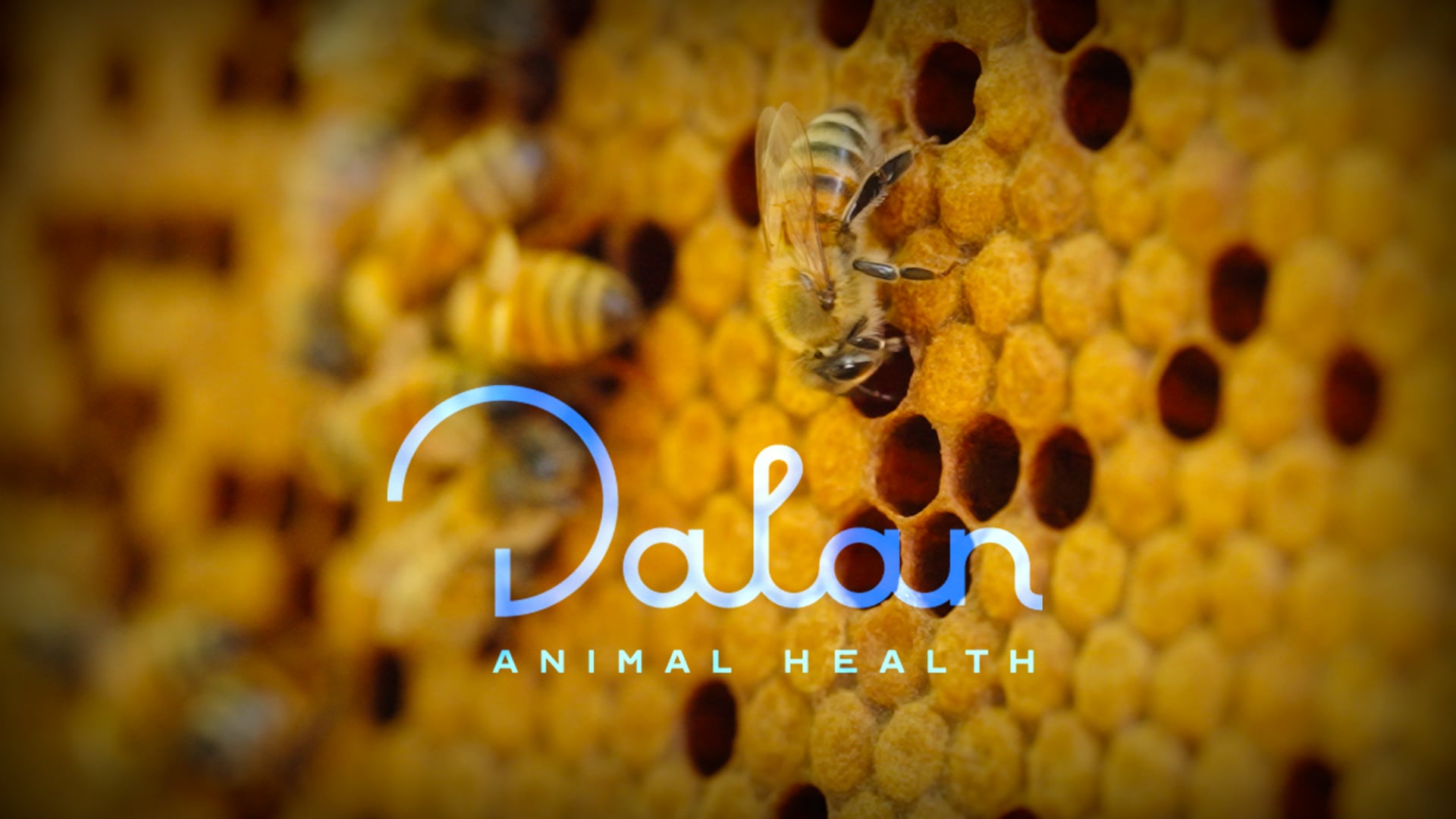 Dalan Animal Health (Promo)