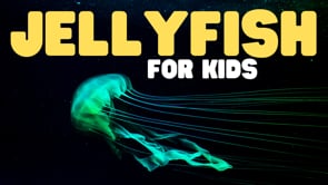 Vimeo Thumbnail