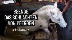 Beende das Schlachten von Pferden!