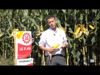 Ponteceso, las singularidades de una siembra próxima al mar