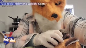 He Fed A Fox While Wearing A Fox Mask