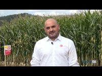 Mazaricos, zona maicera por excelencia