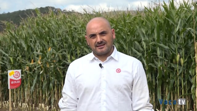 Mazaricos, zona maicera por excelencia