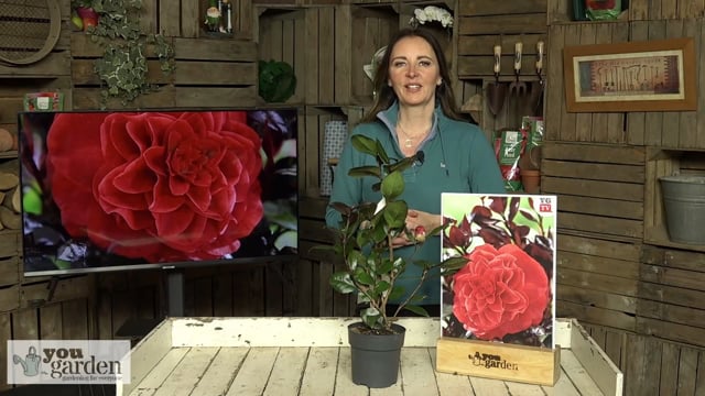 efeu günstig kaufen Gewöhnlicher Efeu kaufen | Hedera helix main image 1