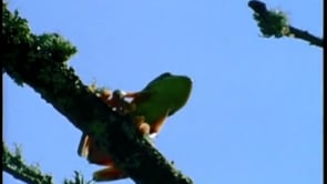 Animal Planet  Frog