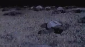 Animal Planet  Turtle