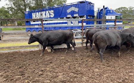 10 Angus X Angus PTIC Cows 677.0kg (Total 6770kg)