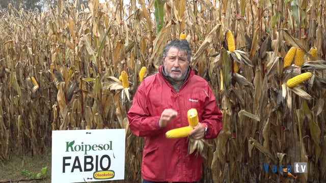 Regla de oro: producción, stay green, sanidad vegetal, digestibilidad, rusticidad y una ración efectiva