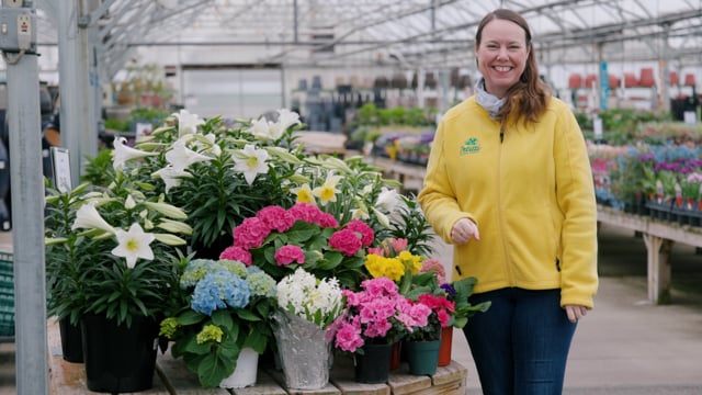 What To Do with Easter Plants like Lilies, Hydrangeas & Spring Bulbs