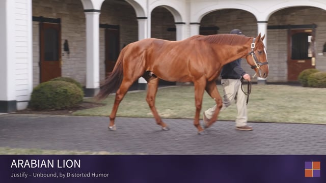 Arabian Lion | Walking Video