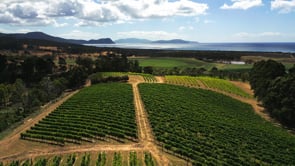 Bream Creek Vineyard