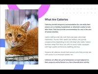 Module 01: Introduction to Catteries